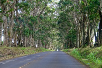 straight-road-trees
